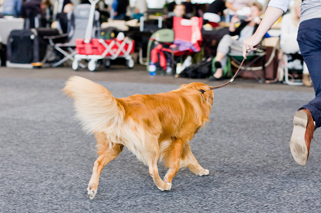 Edison läuft an Stephans Seite geschwind durch den Ring