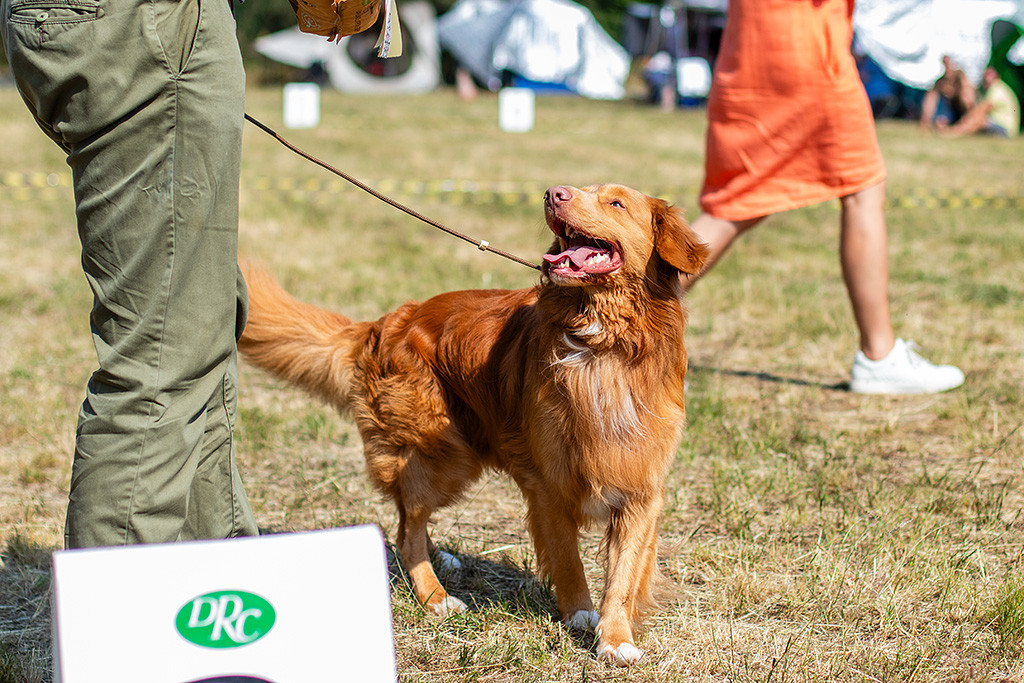 Newton freut sich und schaut hoch zu Stephan, der die BOB-Schleife und den Futtersack hält