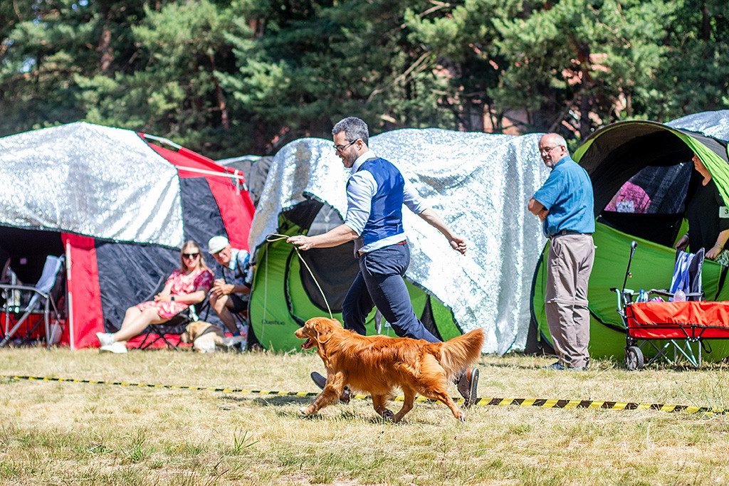 Newton läuft im perfekten Kreuzgang an Stephans Seite durch den Ring