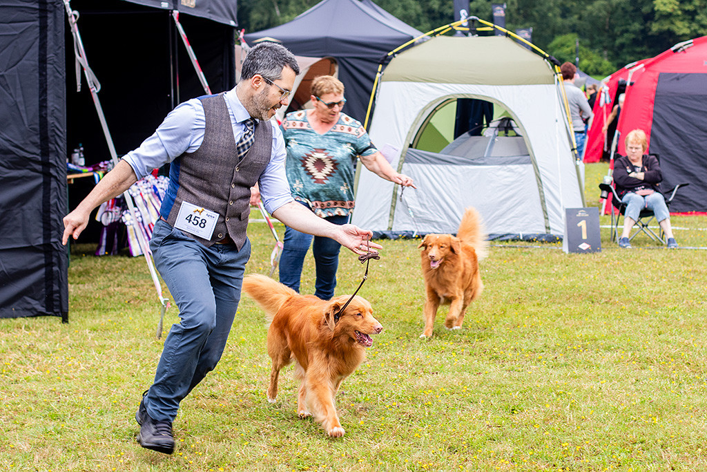 Edison läuft an Stephans Seite durch den Ring, gefolgt vom CACIB-Gewinner-Rüden