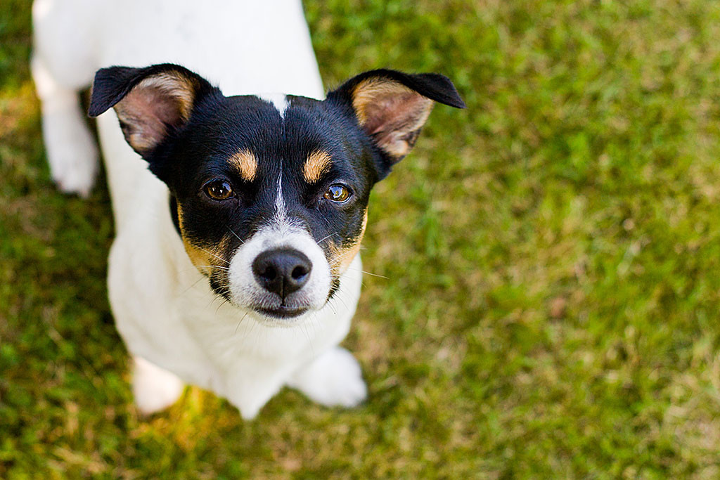 Jack Russel Terrier Oreo schaut von unten direkt in die Kamera