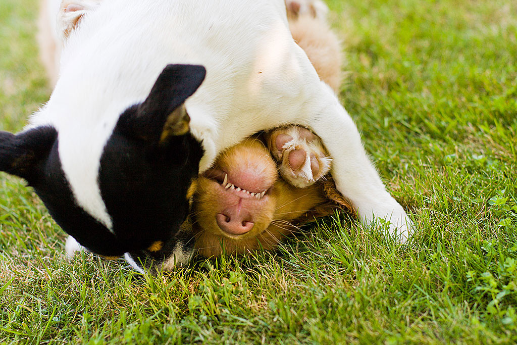 Oreo hält Edison auf dem Rasen im Schwitzkasten
