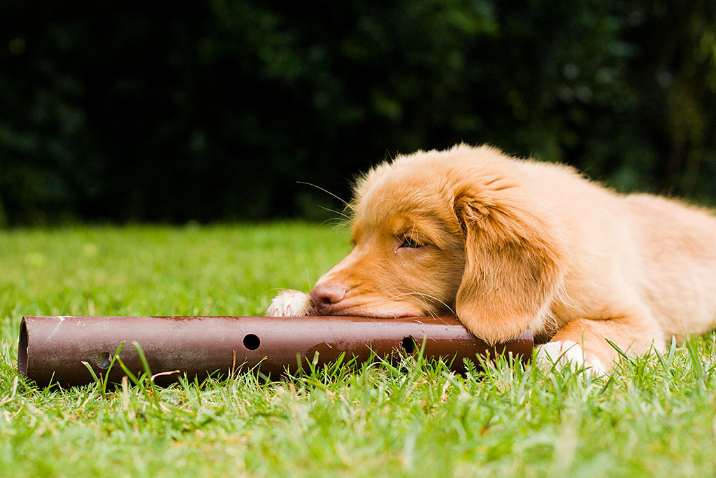 Edison kaut an einer braunen Plastikröhre