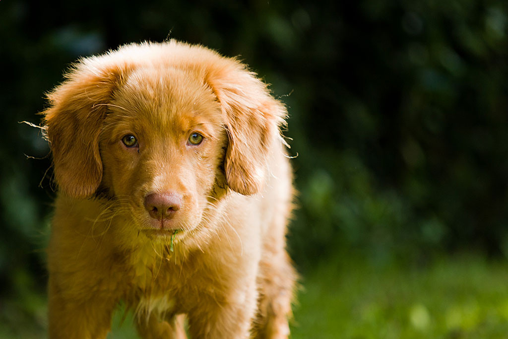 Edison schaut ertappt in die Kamera