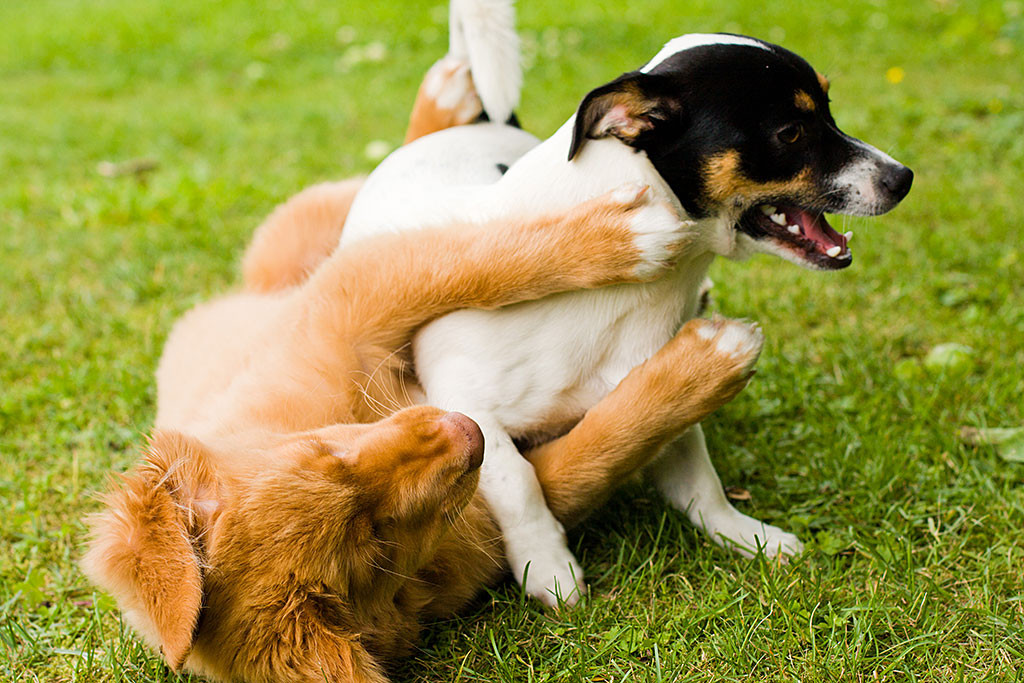 Edison und Oreo kabbeln ineinander verschlungen auf dem Boden
