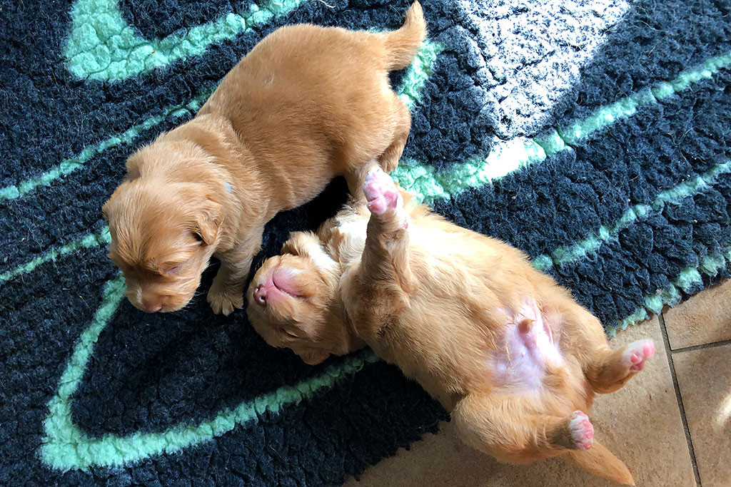 Mister Blau steht neben Mister Grau, der auf dem Rücken liegt und seine Beine in die Luft streckt