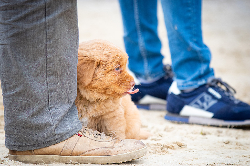 Mister Grau sitzt neben einem Fuß und streckt die Zunge dabei raus