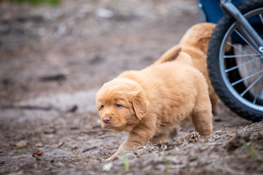 Mists Lila rennt fokussiert über den Waldboden