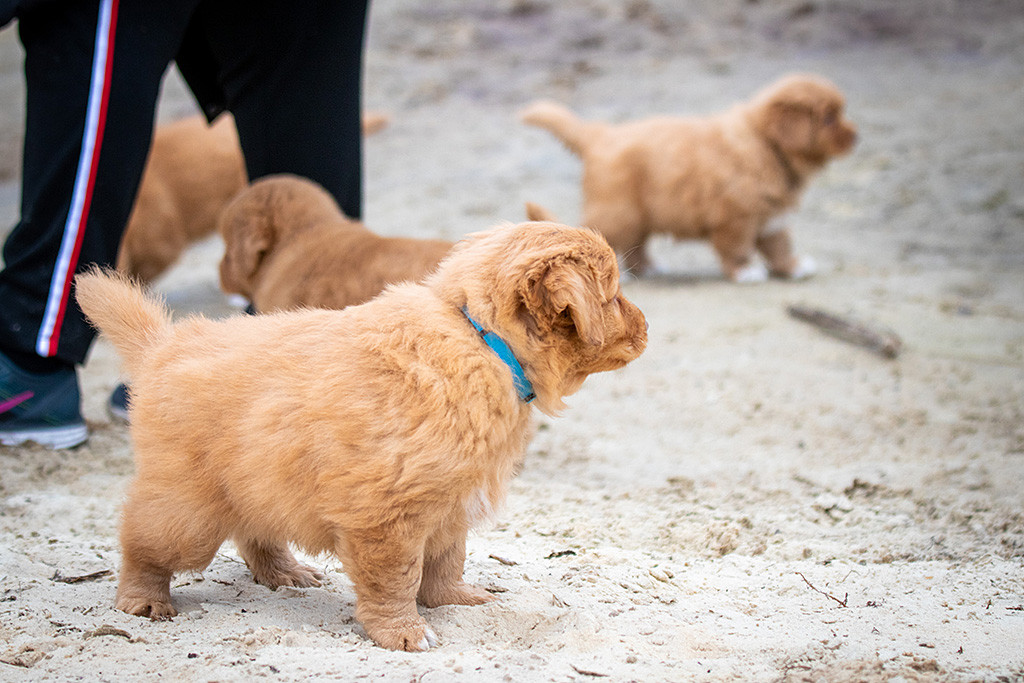 Mister Blau steht wie eine Eins und schaut aufmerksam den anderen Tollern zu