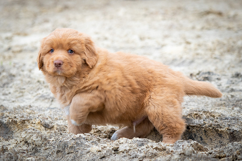 Miss Lila steht in einer Sandkuhle und schaut ertappt in die Kamera