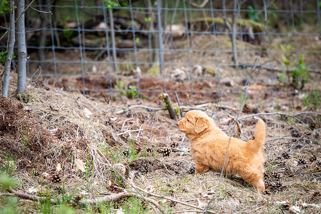 Mister Blau steht mit hoher Rute auf dem Waldboden und schaut aufmerksam umher