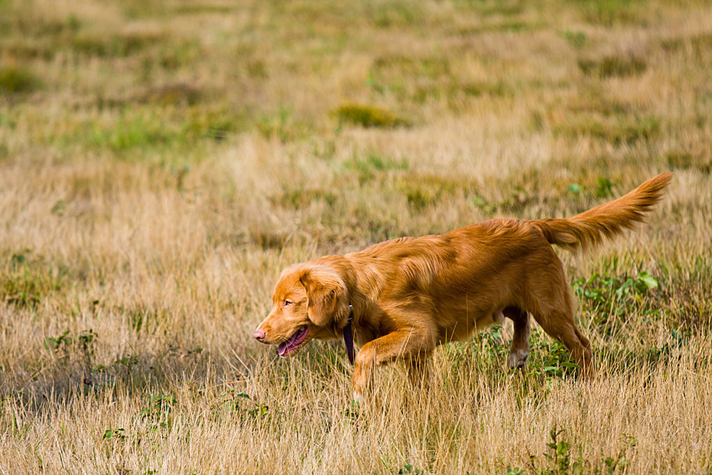 Edison schleicht sich an