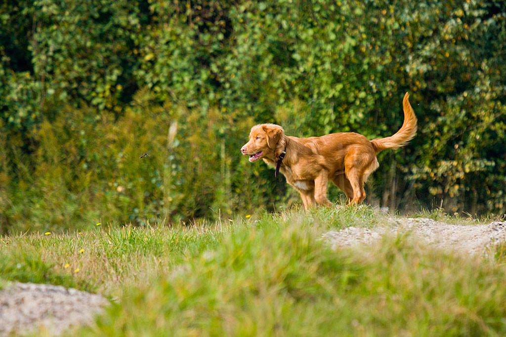Edison jagt einer Libelle hinterher