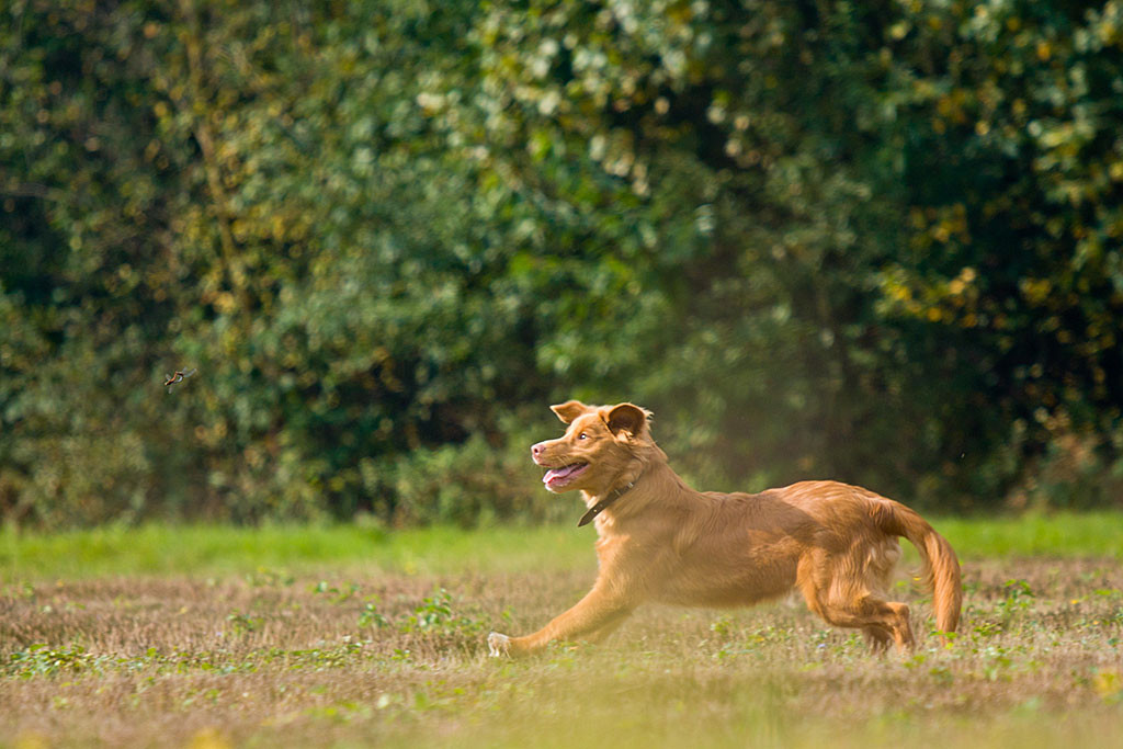 Edison jagt einer Libelle hinterher