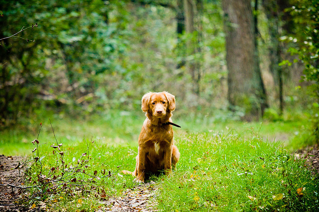 Edison wurde auf dem Weg abgesetzt