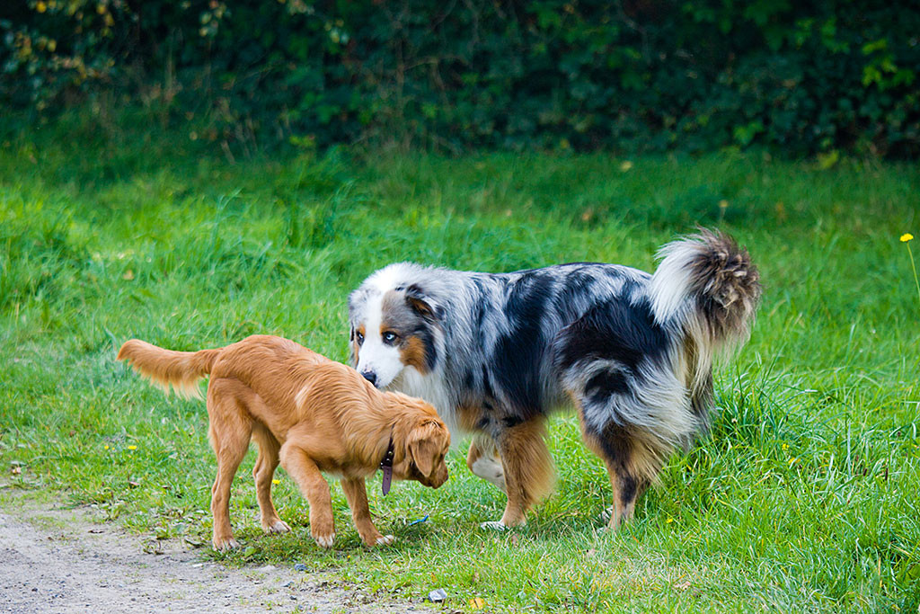 Edison trifft einen Australian Shephard