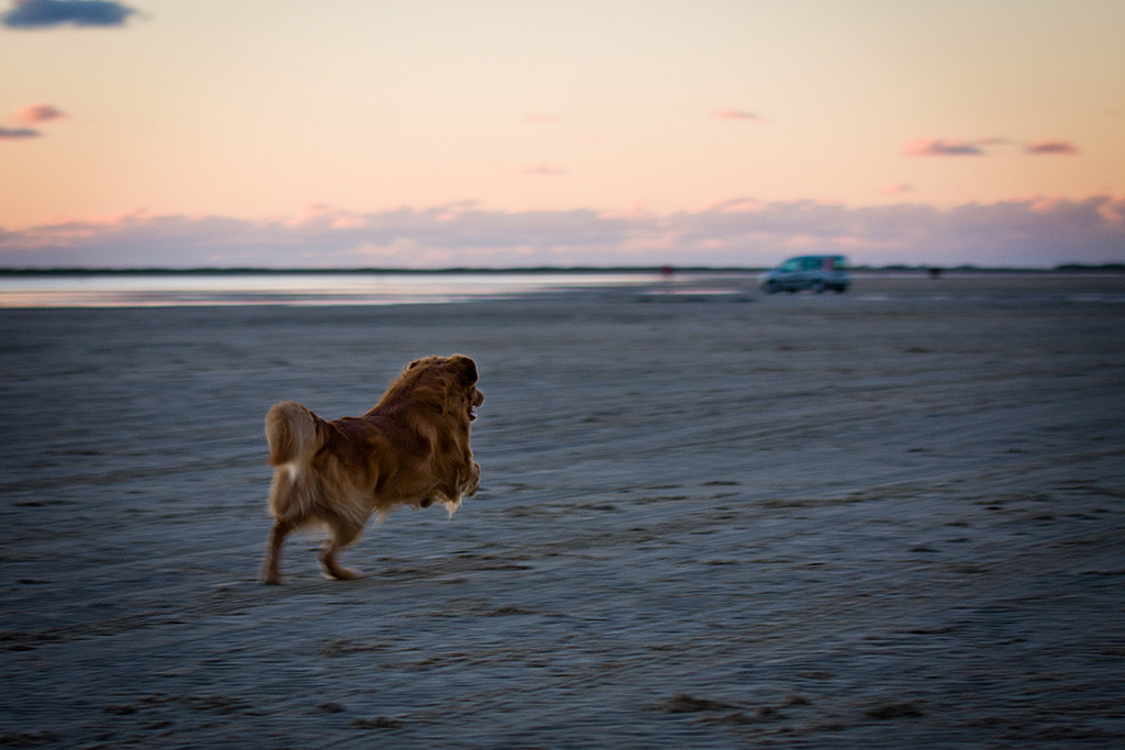 Edison sprintet bei Sonnenuntergang am Strand von Rømø los