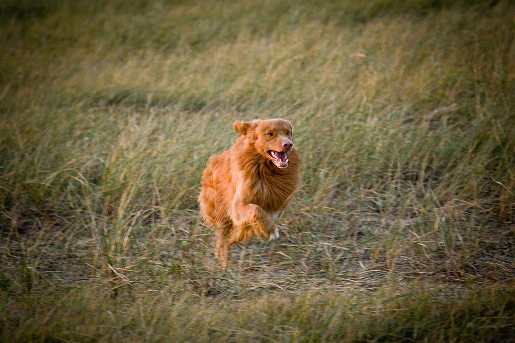 Edison flitzt lächelnd durchs hohe Gras