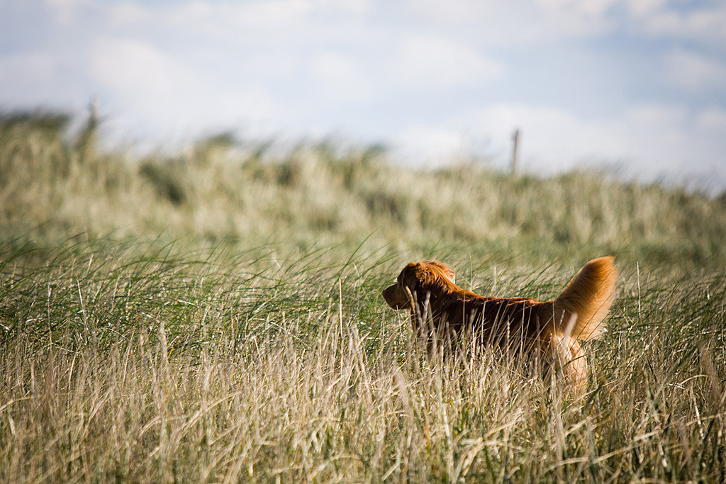 Edison bei der Suche im hohen Gras