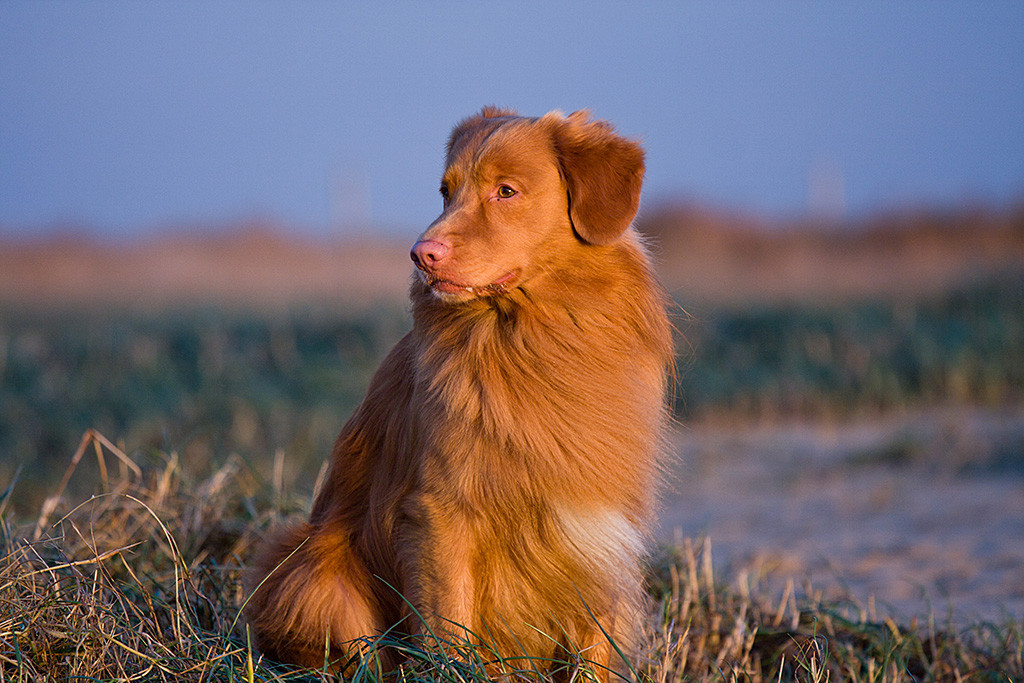 Edison sitzt im Gras am Strand von Rømø und schaut dabei konzentriert nach links