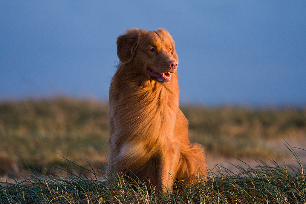 Edison sitzt im Gras am Strand von Rømø und lächelt dabei zufrieden