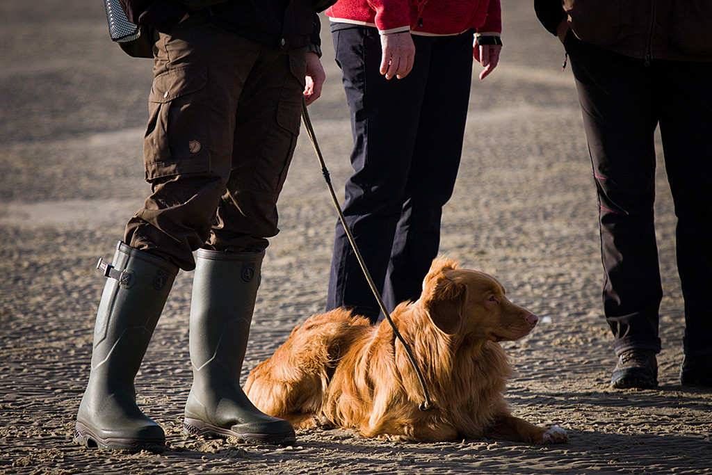 Edison liegt wartend zu Stephans Füßen am Strand von Rømø