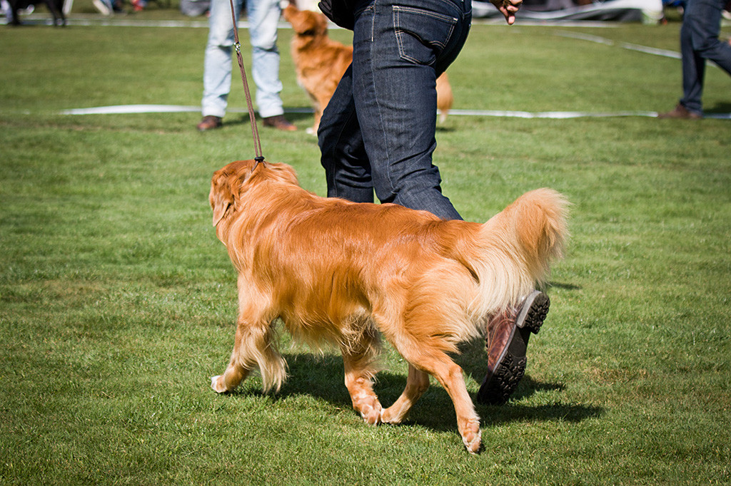 Edison läuft an Stephans Seite durch den Ring