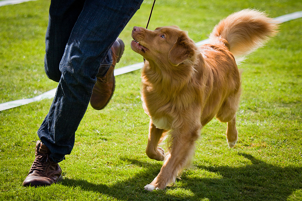 Edison läuft aufmerksam an Stephans Seite in den Ehrenring ein