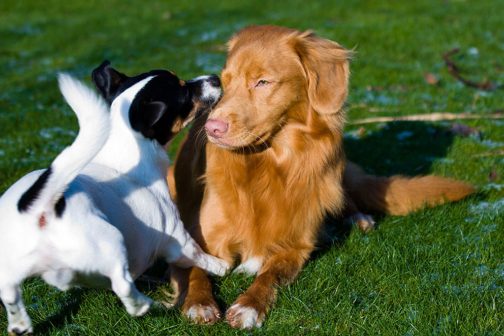Edison wird liegend von Oreo mit einer Schlabberattacke überallen