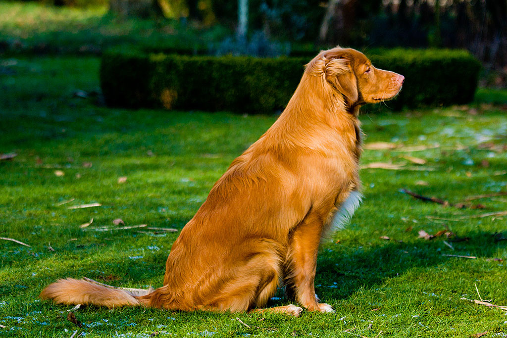 Edison sitzend von der Seite geradeaus schauend