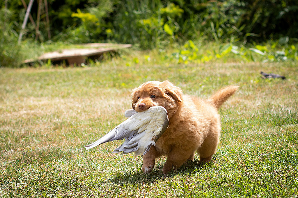 Mister Blau trägt einen Flügel im Fang