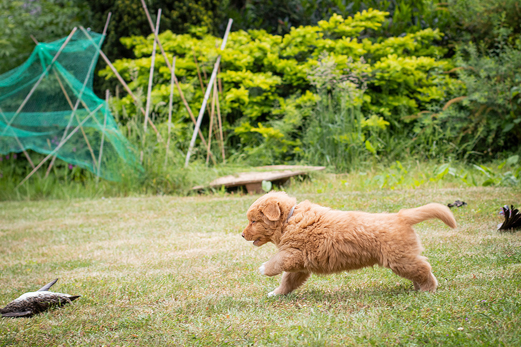 Mister Grau sprintet zur Ente, die auf dem Boden liegt