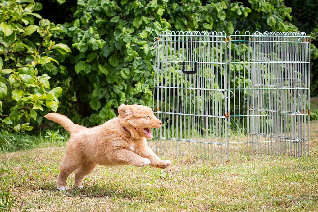 Miss Lila springt freudig durch über die Wiese