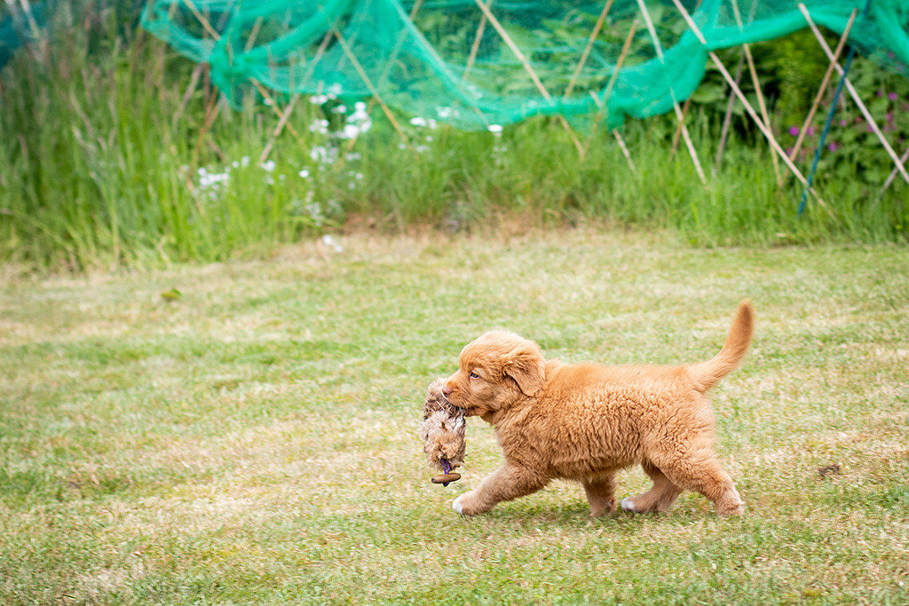 Miss Orange trägt einen Felldummy über die Wiese