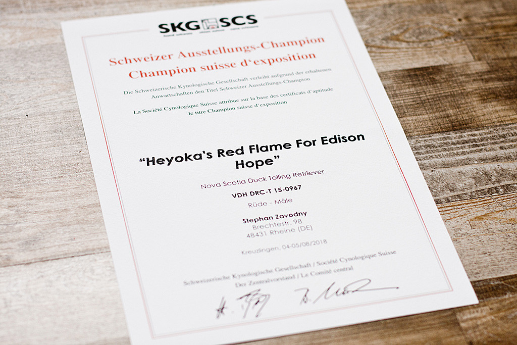 Edisons Urkunde zum Schweizer Ausstellungs-Champion