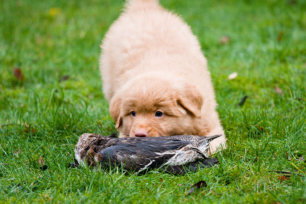 Mister Orange untersucht neugierig den toten Vogel vor ihm auf dem Rasen