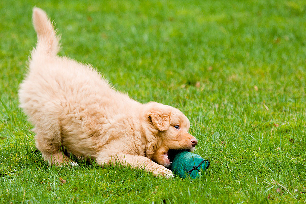 Mister Grün versucht den Dummy, der vor ihm im Gras liegt, in den Fang zu nehmen