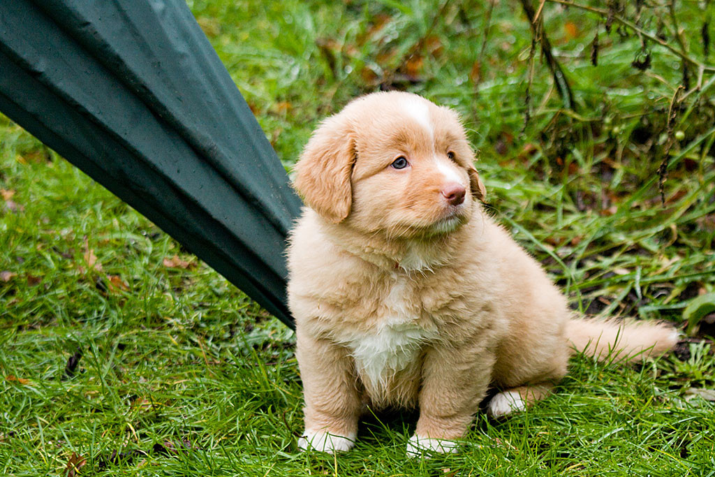 Miss Rot sitzt an einem geschlossenen Regenschirm, der neben ihr im Rasen steckt