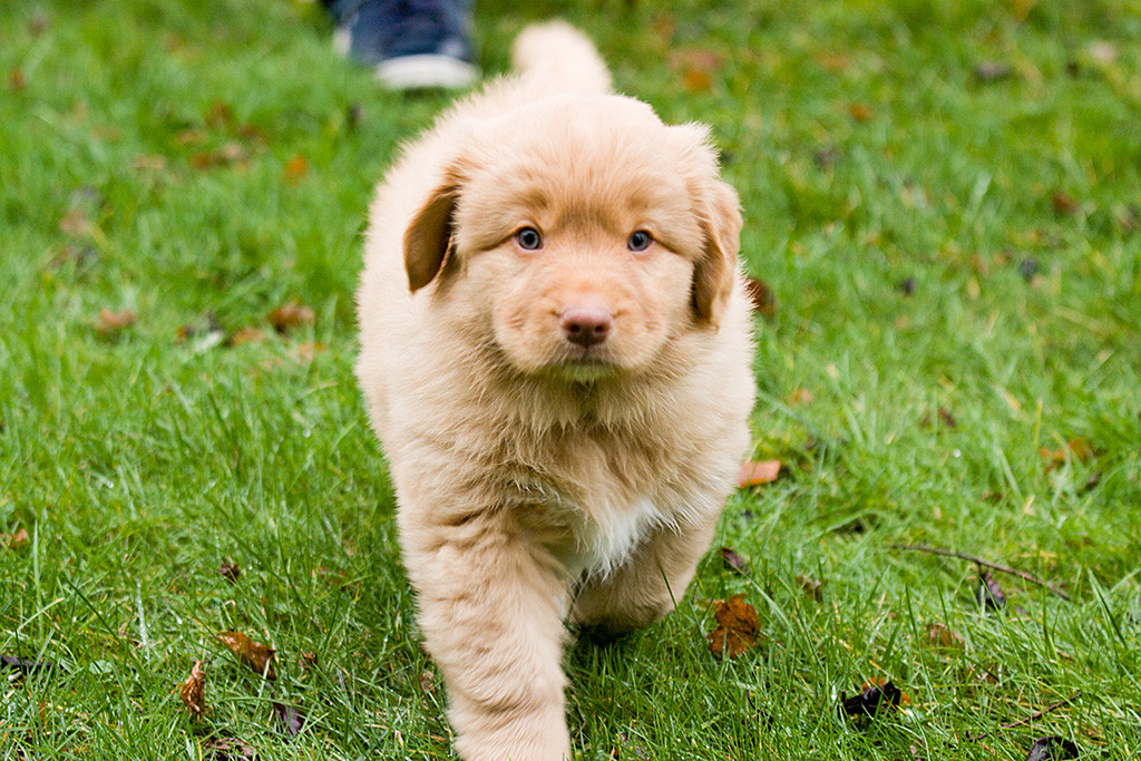 Mister Blau schreitet auf dem Rasen selbstbewusst auf die Kamera zu
