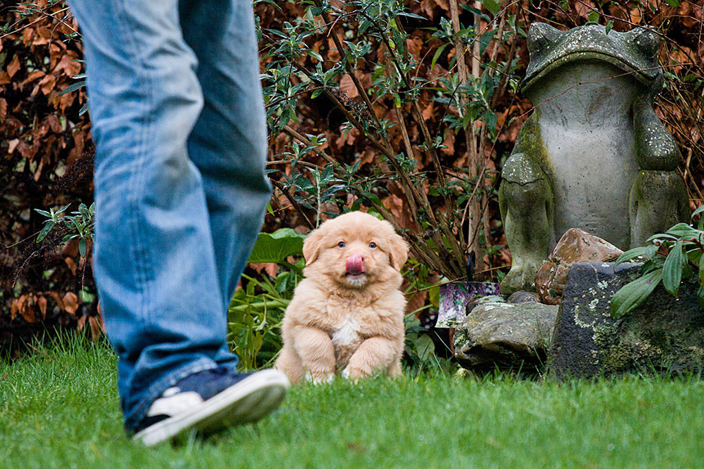 Mister Orange sitzt auf dem Rasen und leckt sich mit der Zunge über die Nase