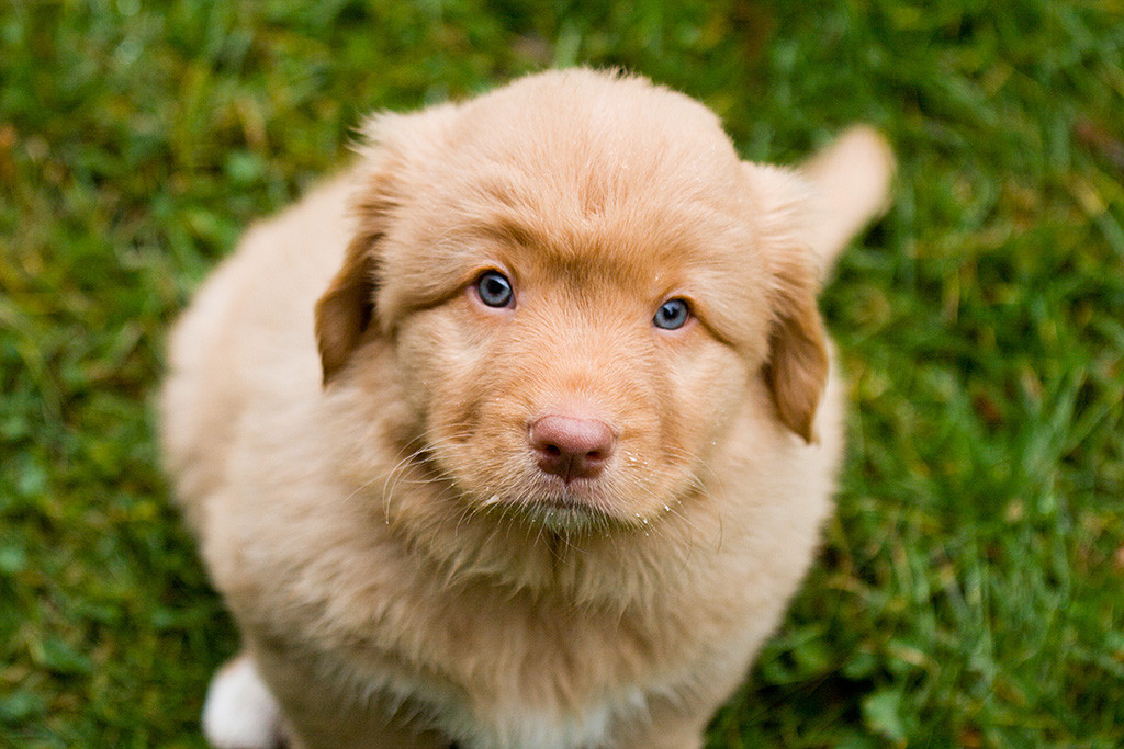 Mister Blau sitzt auf dem Rasen und schaut nach oben in die Kamera