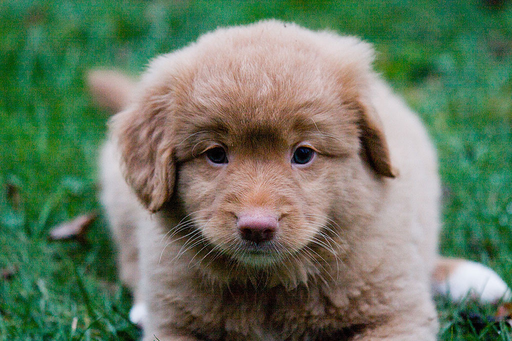 Miss Lila liegt auf dem Rasen und schaut frontal in die Kamera