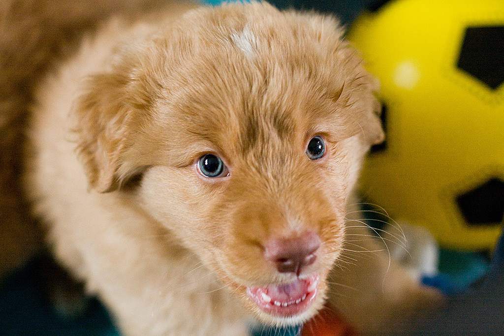 Mister Grün schaut frech von unten hoch in die Kamera