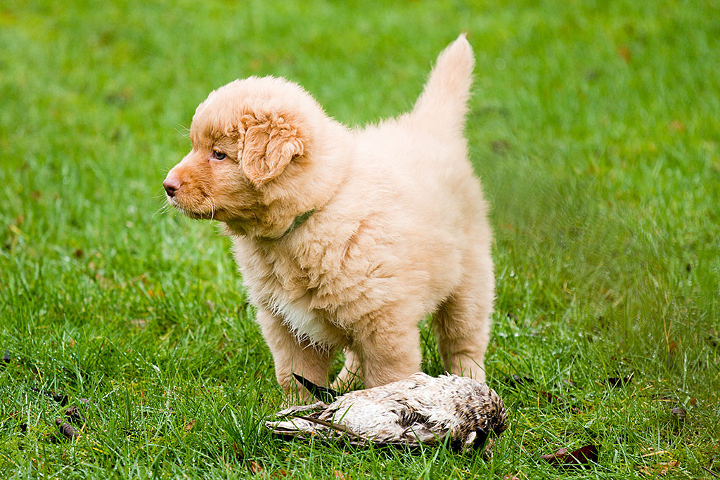 Mister Grün steht vor einem toten Vogel, der vor ihm im Gras liegt