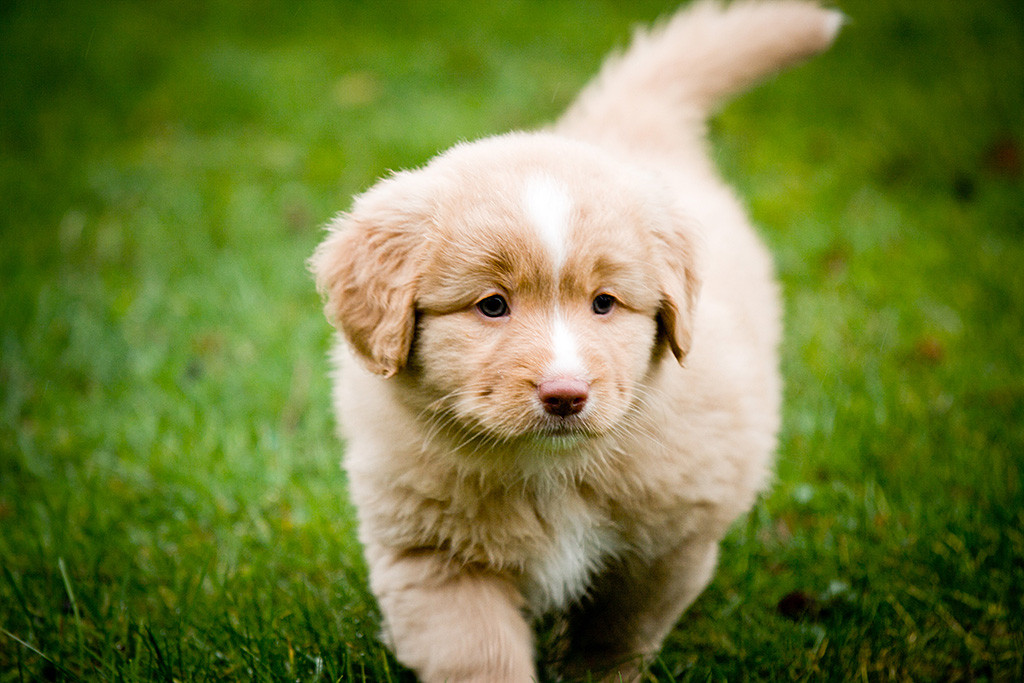 Miss Rot schreitet auf dem Rasen auf die Kamera zu