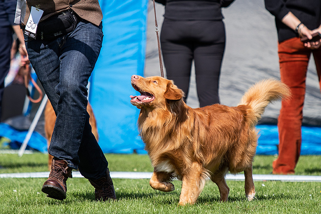 Edison läuft an Stephans Seite und schaut dabei zu ihm hoch