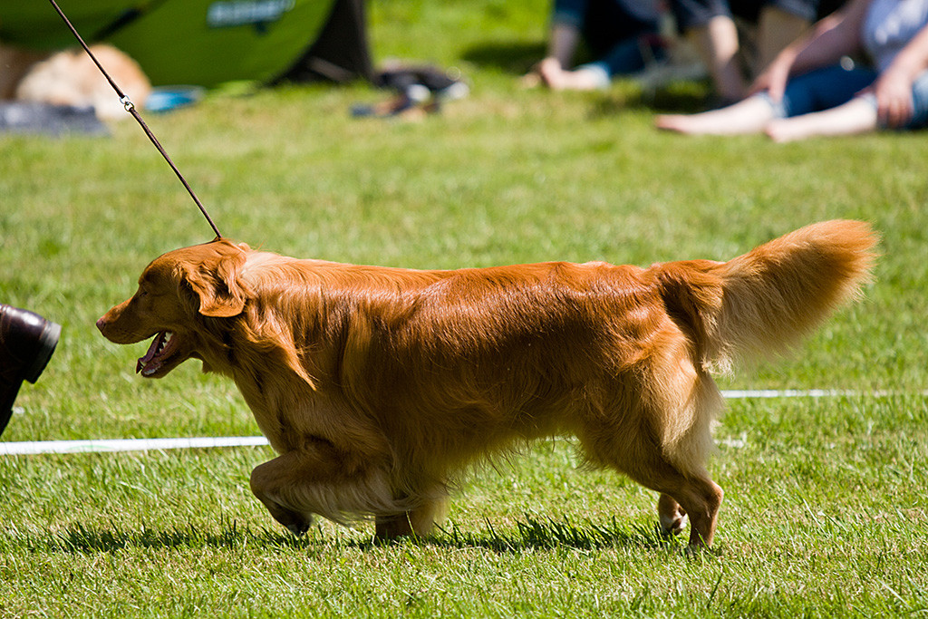 Edison beim Laufen mit perfekter Oberlinie