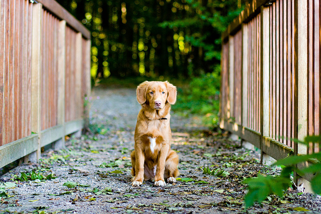 Edison sitzt mittig auf einer Brücke und schaut frontal in die Kamera