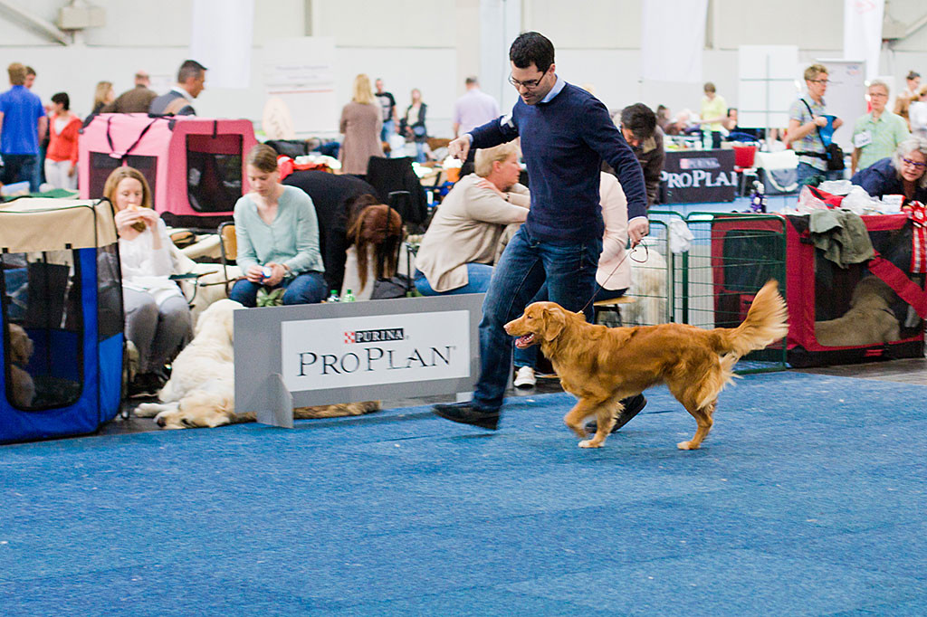 Edison läuft mit Stephan im Ring