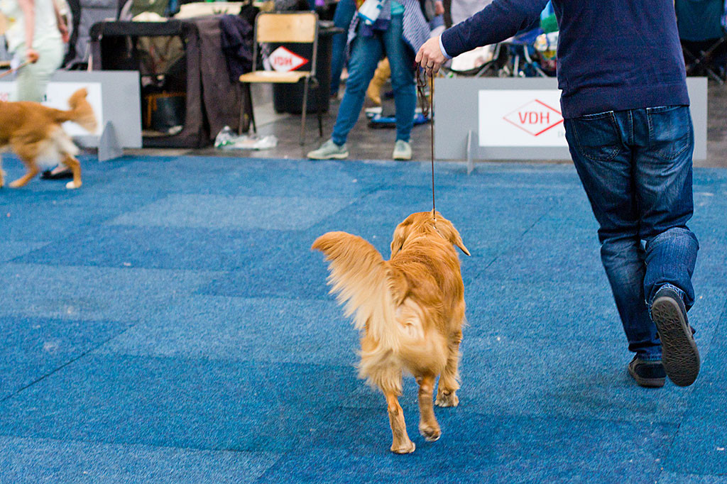 Edison darf noch einmal mit Stephan durch den Ring laufen